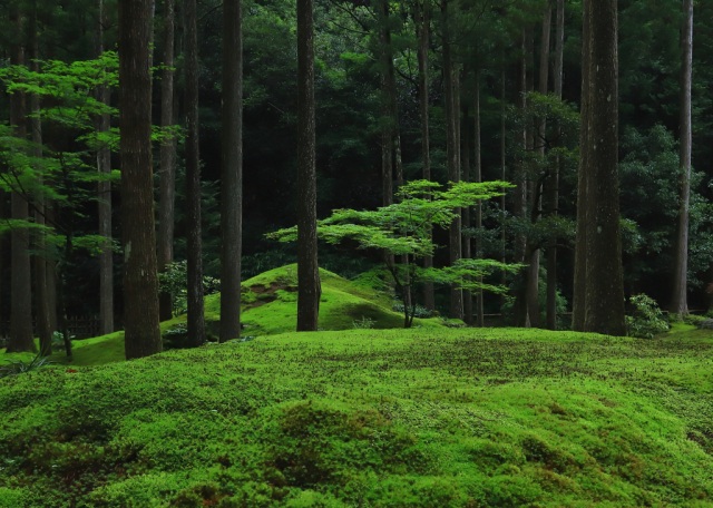 叡智の杜／苔の里